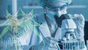 Investigación Cannabidiol